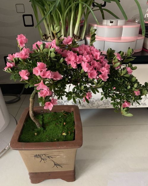 客厅摆放杜鹃花会对家中的风水产生什么影响？