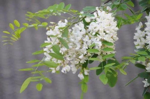 二、 星象解读：射手座的影响