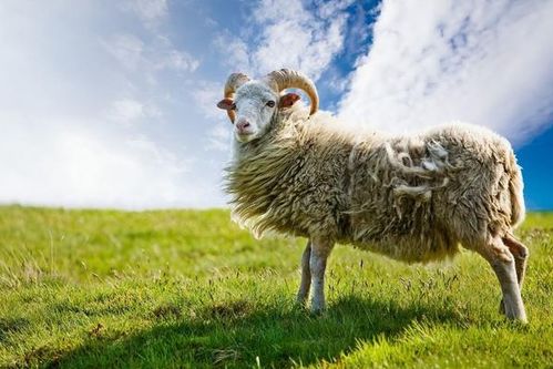 1967年属羊人2026年全年运势详解是什么意思？