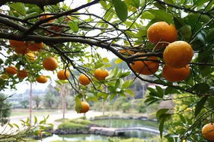 在风水山上种植树木是否合适呢？