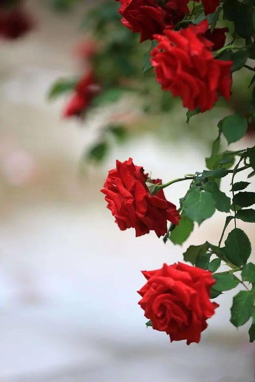 羊刃大揭秘！你不知道的那些事儿