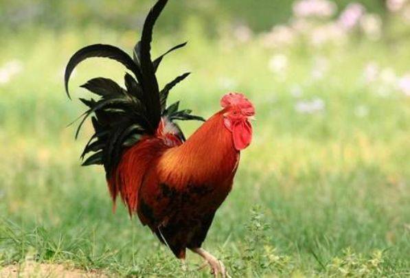 抱瑜握瑾和麻雀斗公鸡分别暗示哪个生肖是最佳？