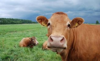 1985年属牛的人2026年运势如何？运势及运程详解是什么？