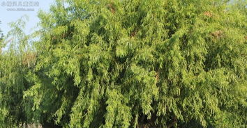 有哪些关于柳树的名字可以给植物起名？