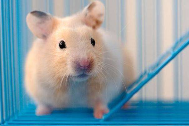 2026年84属鼠的人运势如何，会否有三喜临门？