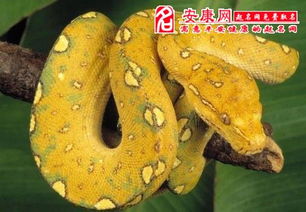 男人梦见两条又粗又大的蟒蛇，这是怎么回事呢？