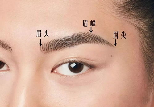 二、 眉毛基本特征与命运对应关系