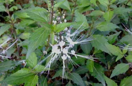 将野草花指的是哪个生肖？