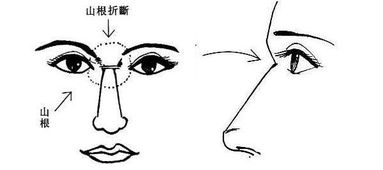 主星协作型人群与寿命关联探究