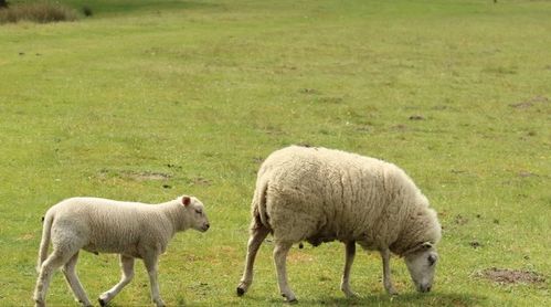 2025年属羊人的端午节运势中，招财转运的吉祥物具体指什么？