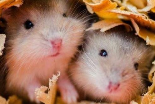 猴年鼠时出生的人命运究竟如何，属猴时辰属鼠的命运是不是忒别好吗？