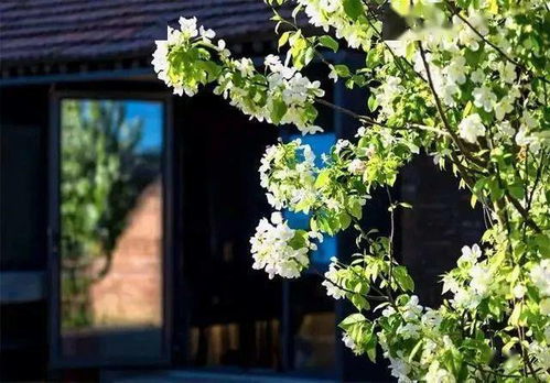 金银花的辟邪净化的作用及其象征意义