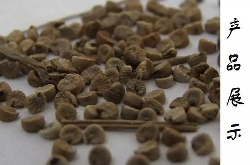 中药是什么生肖年，中药猜一生肖是什么意思？这其中的生肖与中药有何关联？