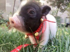 1983年属猪的人今年的运势如何？