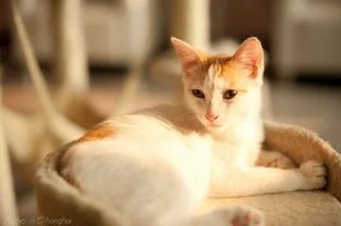 女性养猫会对家中的风水产生不利影响吗？