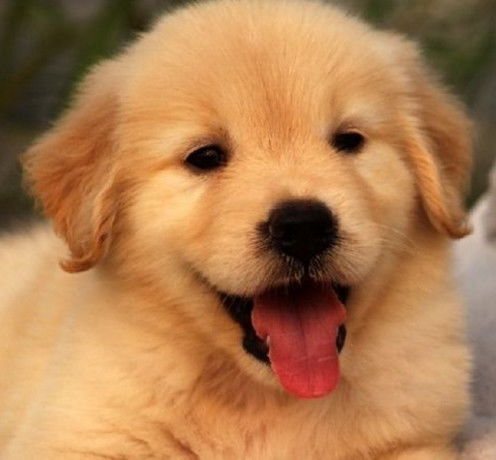 1. 海边奇遇记：沙滩上的“黄金猎人”