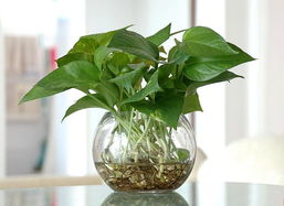 三、  生命力的注入：绿色植物与生物能量的平衡