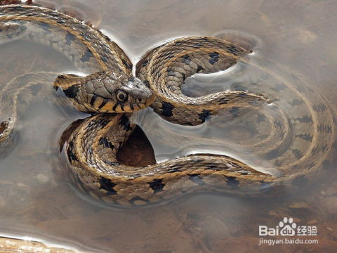 蛇缠树有何深层寓意与象征？梦见蛇绕树预示着什么？