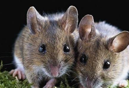 属鼠人2026的三大喜事具体是什么，他们那一年会否特别幸福呢？