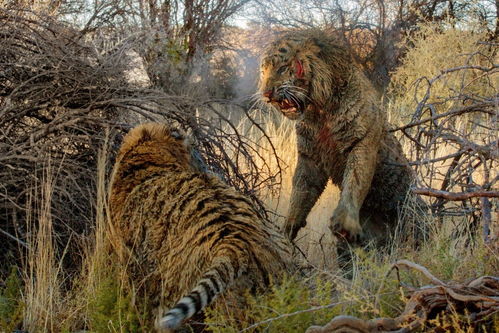 梦见动物究竟象征着什么它们在梦中又代表着怎样的寓意呢？