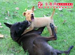 孕妇在孕8个月时经常做梦被大狗追赶，这种情况正常吗？