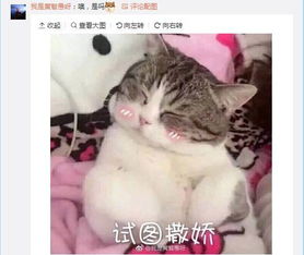 一、 网名与个性签名的定义及其功能机制