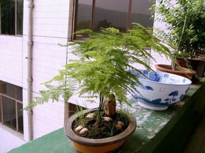 家里养文竹对风水有影响吗？文竹风水上适合养吗？