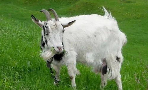 2004年1月9日出生的人属什么生肖，是属羊还是属猴呢？