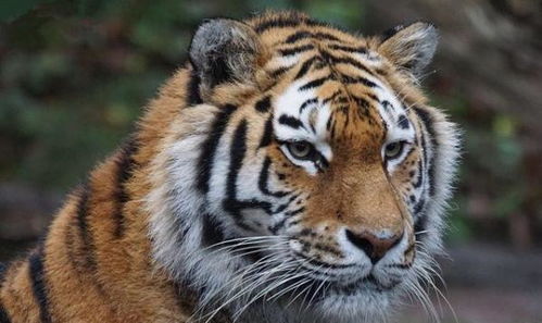 39岁属虎和76岁属虎分别是什么命？这两个年龄段的属虎人命运有何不同？