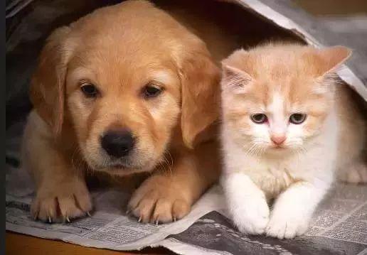 动物灵敏度：猫狗对环境洁净度的自然反应