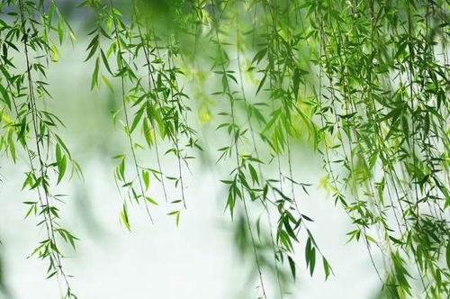 一、 柳枝在古代文学中的文化内涵