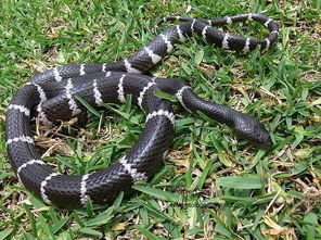 有没有什么字可依和蛇宝宝搭配，组成一个的女孩名字呢？这真是个大难题！