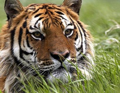 生肖魅力：探寻生肖昵称中的霸道风采