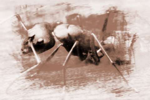 梦见蚂蚁预示着什么周公解梦查询结果有哪些？