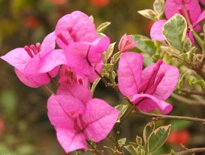 三角梅在风水上有哪些禁忌需要注意呢？