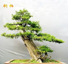 刺柏盆景摆放有哪些风水禁忌需要注意？