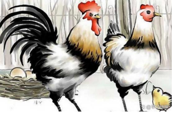 属羊和属鸡的八字配对如何，两者相配是否吉利？