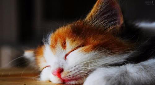 算命大师如何根据猫咪特征预测我的桃花运？