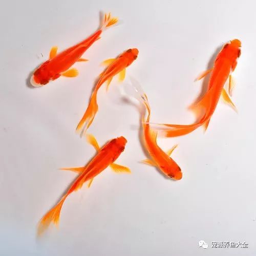 三、 金玉满堂（旺财锦鲤）的形态特征与五行属性