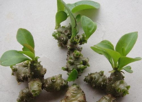 1. 草本植物的自然属性