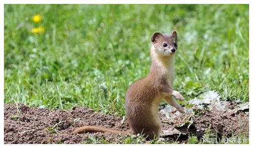 风水学角度解读：家居环境与运势关联