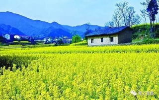 油菜花梦境背后的惊天秘密