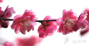 稍微正常一点点的组合