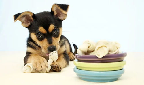 属狗女性在2026年的运势具体表现和变化是怎样的？