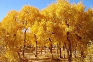 门票价格？贵的离谱！但...有漏洞可以钻