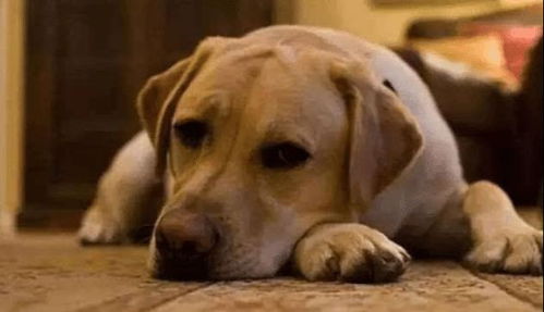 邻居家的狗叫风水，楼道里大小便臭，有什么好办法解决吗？