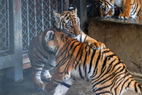 2010年12月22日晚上9点10分出生的虎年男宝宝，姓苏，有哪些好听的名字推荐？