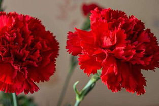 红色康乃馨的花语究竟代表着什么深层寓意？