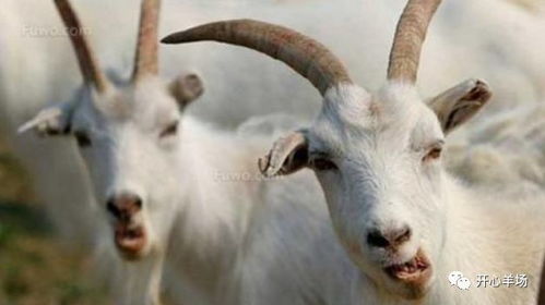 2.8 羊：柔和但敏感易致自闭