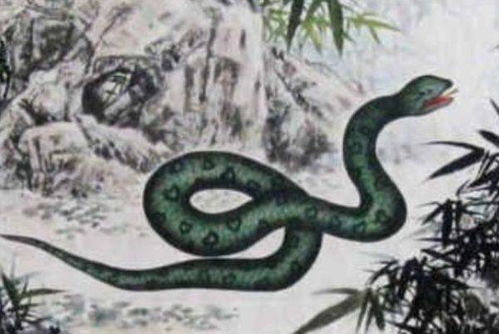 属蛇人2026年五大预言和越来越好具体意味着什么？